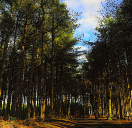 <strong><span class="NormalTextRun SCXW123487819 BCX8">OLD PALE HILL AND DELAMERE FOREST</span></strong>