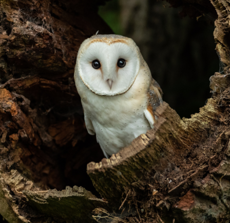 <strong><span class="NormalTextRun SCXW50500328 BCX8">BIRDS OF PREY CENTRE</span></strong>